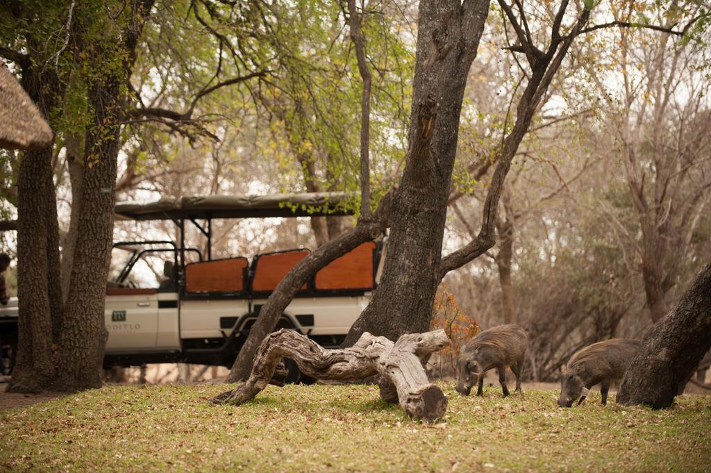 Moditlo River Lodge Hoedspruit Εξωτερικό φωτογραφία