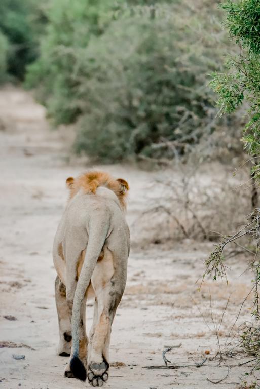 Moditlo River Lodge Hoedspruit Εξωτερικό φωτογραφία